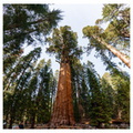 171202-186_Sequoia-Pano.JPG