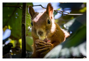 Juli 2015 - Eichhörnchen