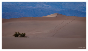 Mesquite Dunes