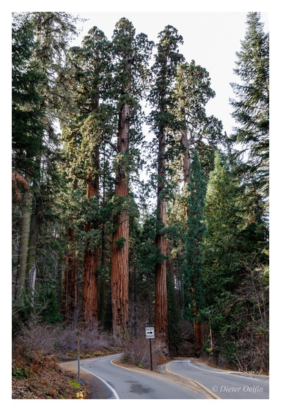 171202-011_Sequoia.JPG