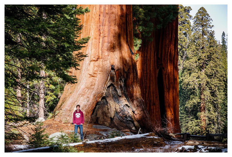 171202-067_Sequoia.JPG