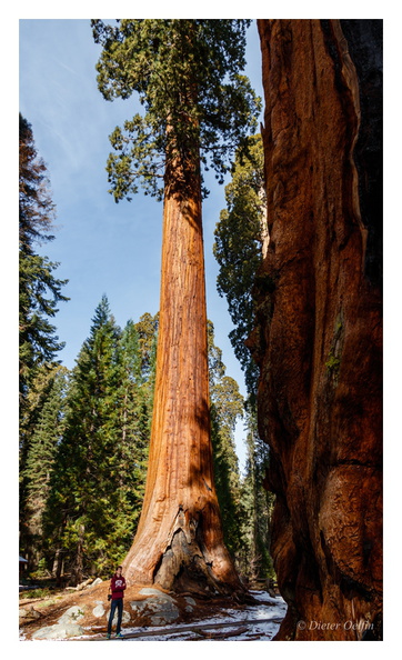 171202-076_Sequoia.JPG