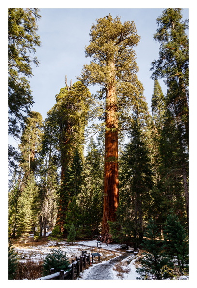 171202-081_Sequoia.JPG