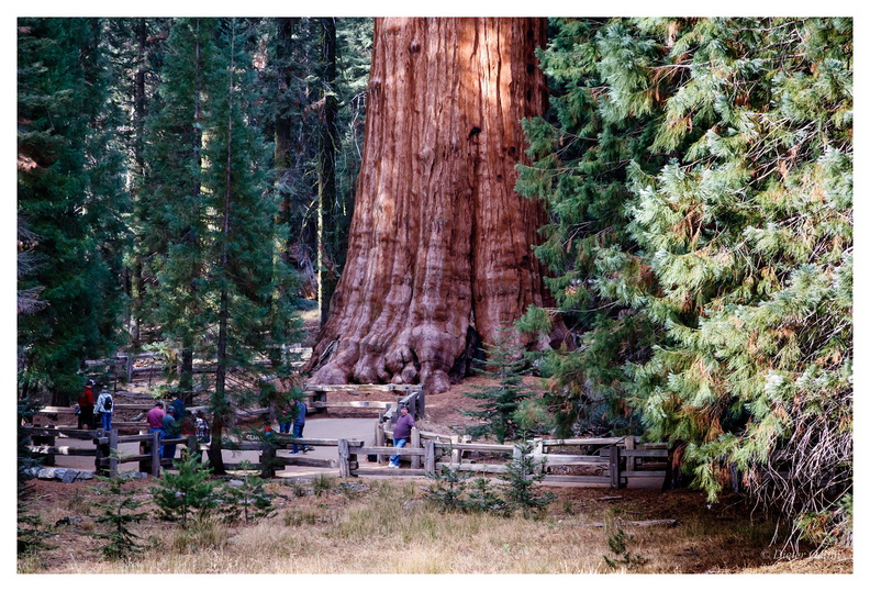 171202-160_Sequoia.JPG