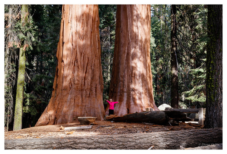 171202-167_Sequoia.JPG