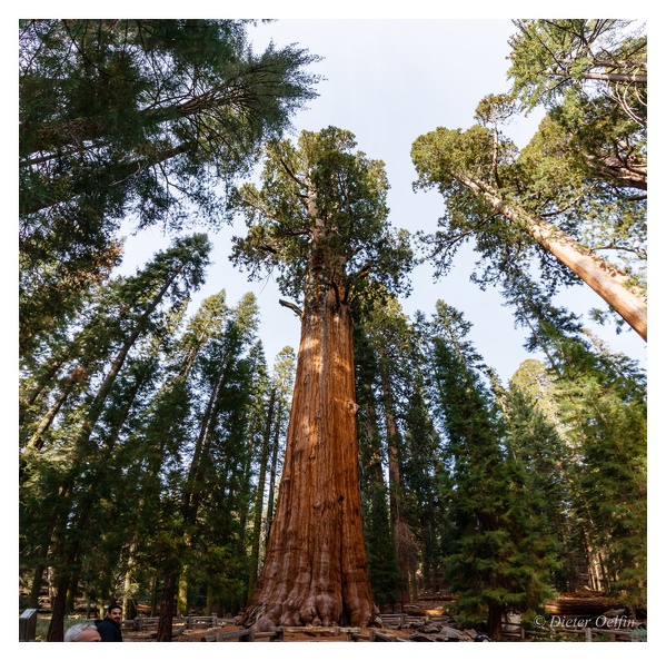 171202-186_Sequoia-Pano.JPG