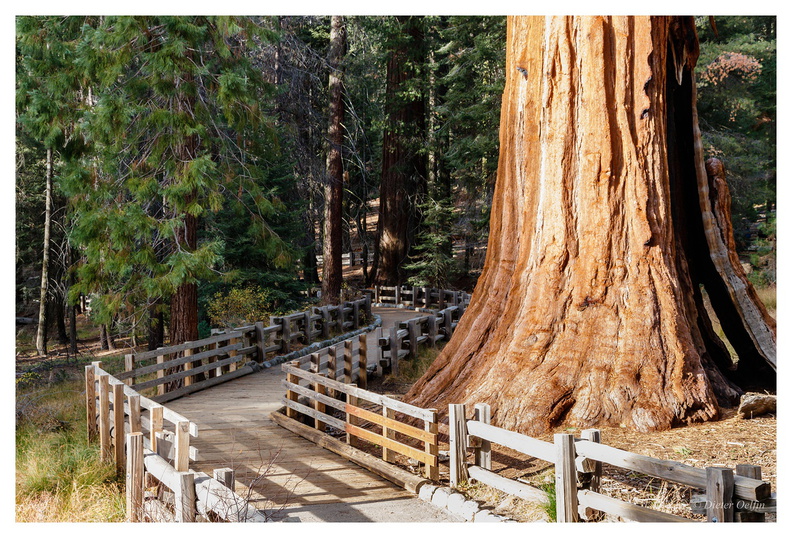 171202-191_Sequoia.JPG