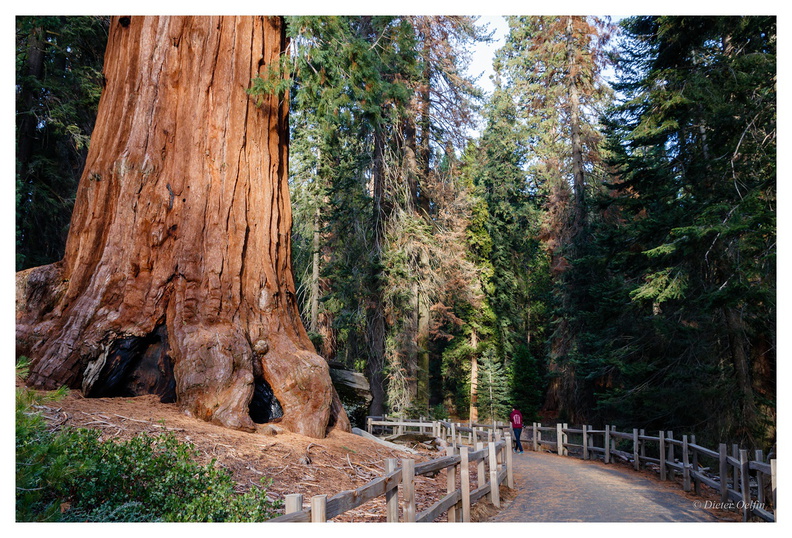 171202-206_Sequoia.JPG