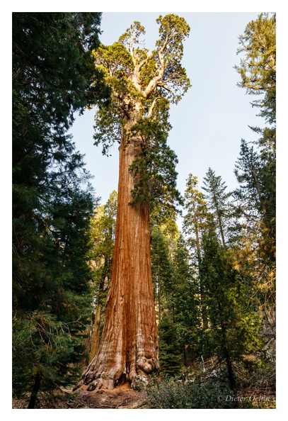 171202-210_Sequoia.JPG