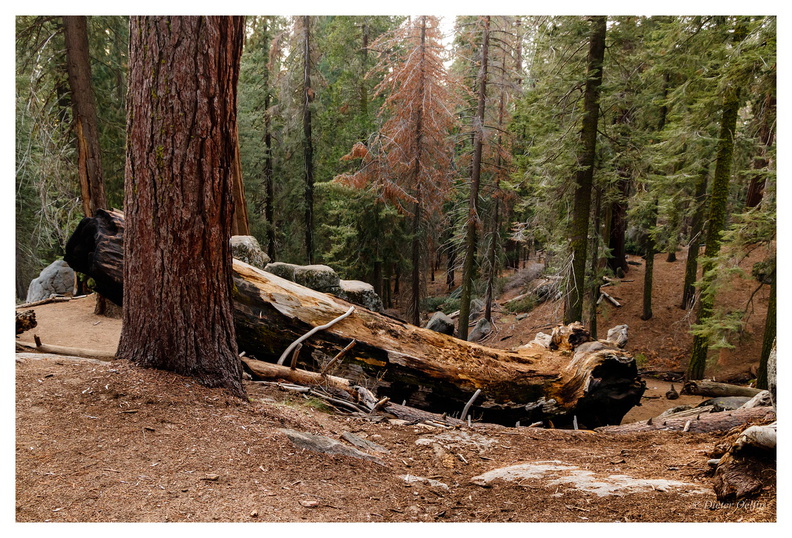 171202-216_Sequoia.JPG