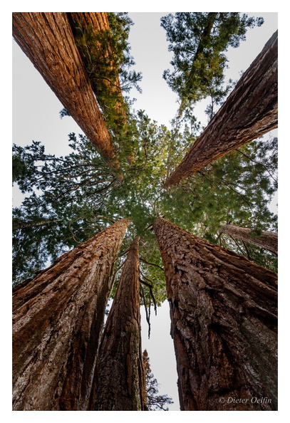 171202-223_Sequoia.JPG