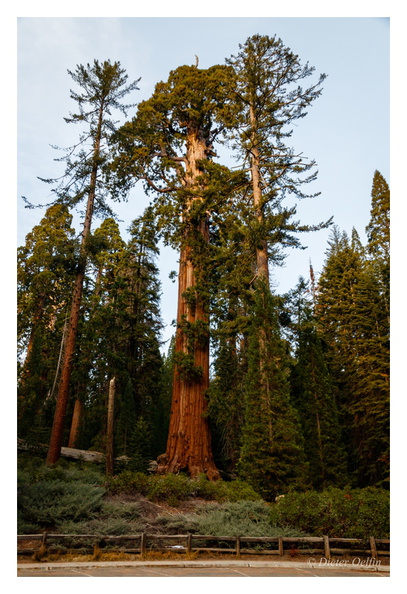 171202-269_Sequoia.JPG
