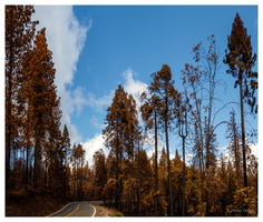 Waldbrände vorm Yosemite NP